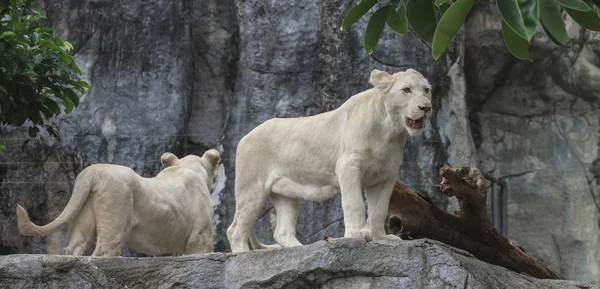 White young lion — Stock Photo, Image