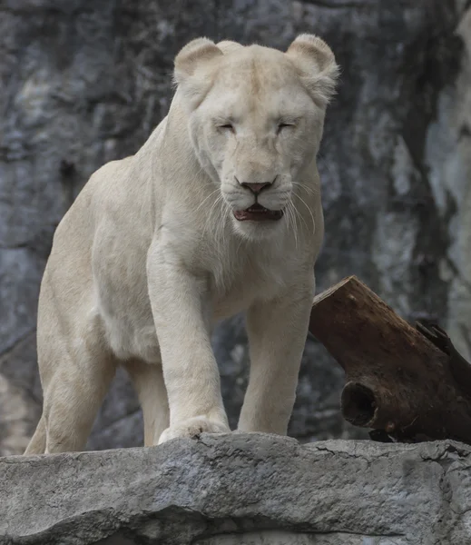 White young lion — Stock Photo, Image