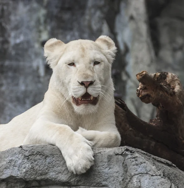 Leão branco jovem — Fotografia de Stock