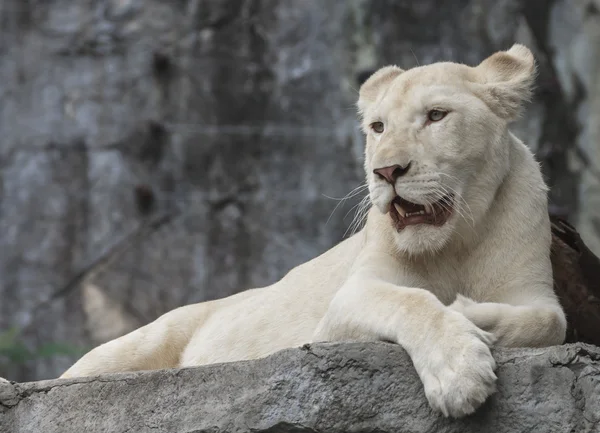 White young lion — Stock Photo, Image