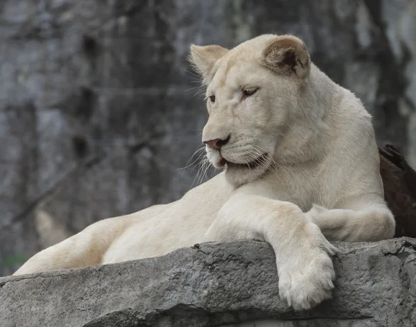 White young lion — Stock Photo, Image