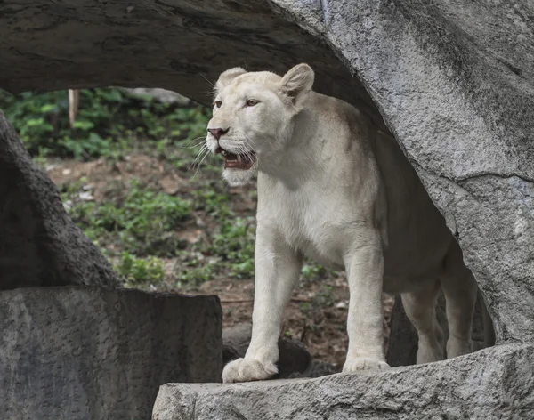 Leão branco jovem — Fotografia de Stock