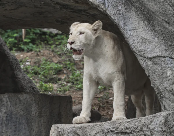 White young lion — Stock Photo, Image