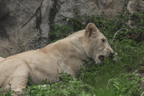 Fehér fiatal oroszlán — Stock Fotó