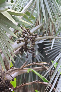 palmiye ağacı tohumları.