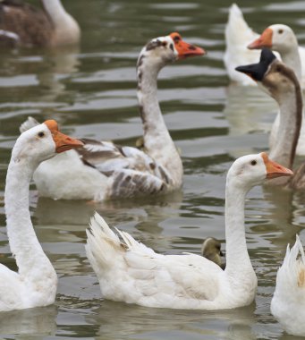 Nehirde yüzüyor kazlar ailesi