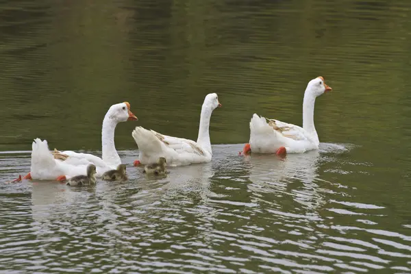 Familia de gansos flotando en el río — Foto de Stock