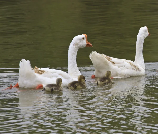 Familia de gansos flotando en el río — Foto de Stock