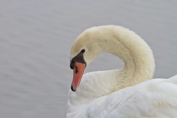 Beautiful Swan Swimming — Stock Photo, Image