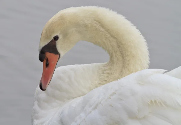 Beautiful Swan Swimming — Stock Photo, Image