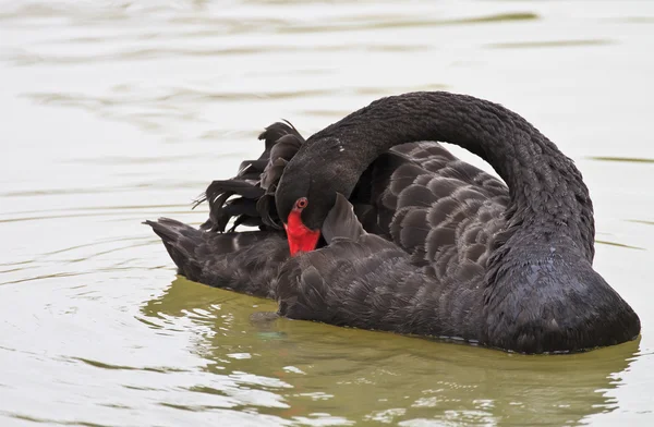 Beautiful Swan Swimming — Stock Photo, Image