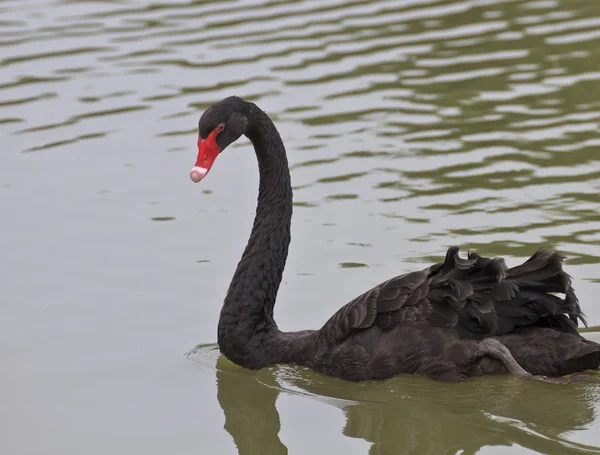 Beautiful black Swan Swimming — Stock Photo, Image