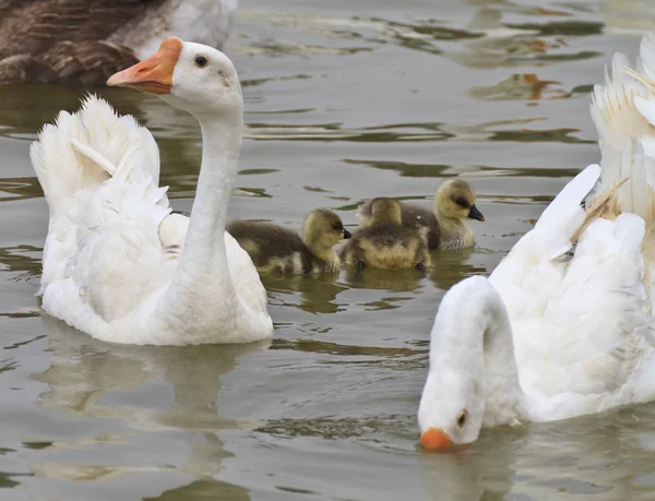 Família de gansos flutuando no rio — Fotografia de Stock