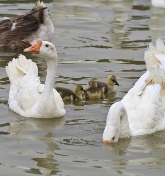 Familia de gansos flotando en el río — Foto de Stock