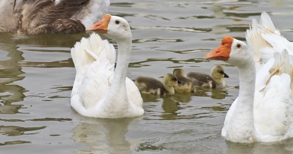 Familia de gansos flotando en el río — Foto de Stock