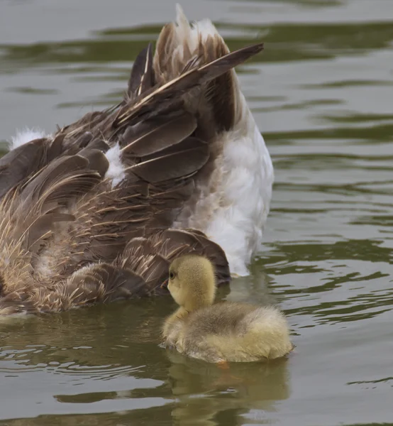 Familia de gansos flotando en el río — Foto de Stock