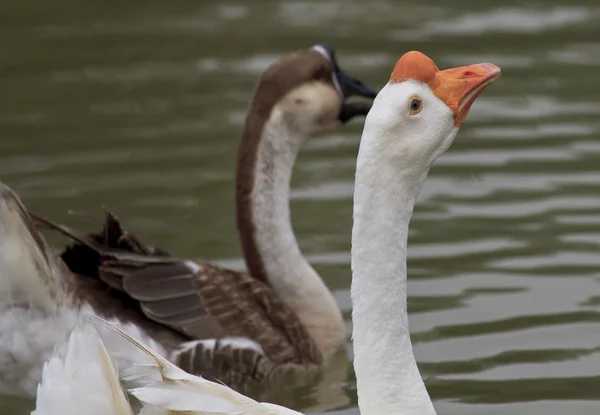 Family of geese floating in the river — Stock Photo, Image