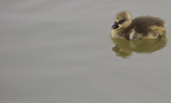 Joven goslings natación — Foto de Stock