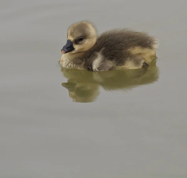 Joven goslings natación — Foto de Stock