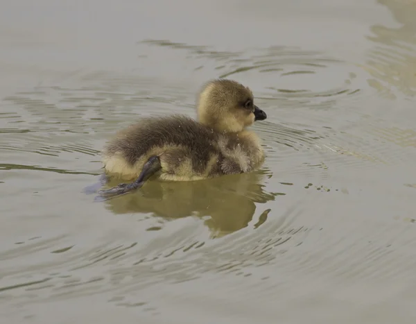 Joven goslings natación — Foto de Stock