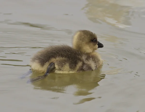 Joven goslings natación — Foto de Stock