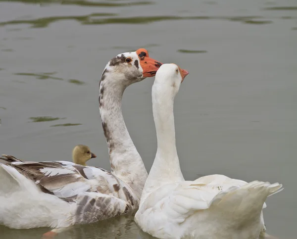 Family of geese floating in the river — Stock Photo, Image