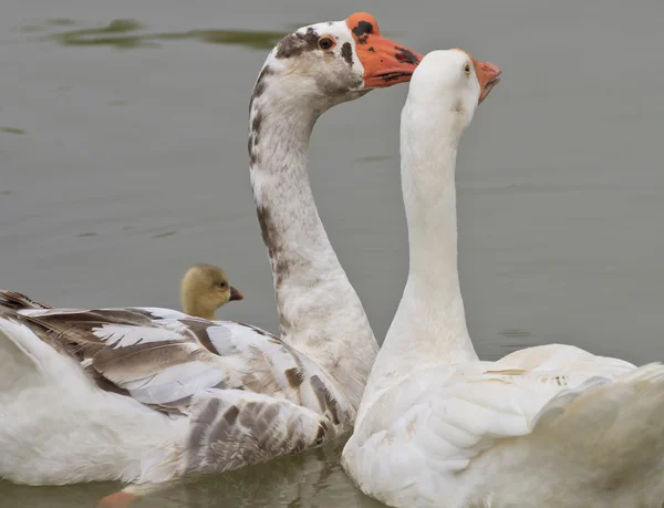 Family of geese floating in the river — Stock Photo, Image