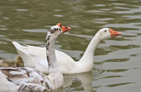 Familia de gansos flotando en el río — Foto de Stock