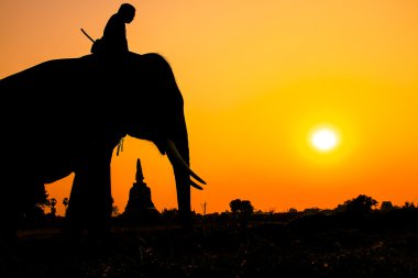 siluet eylem filin ilindeki ayutthaya, Tayland.