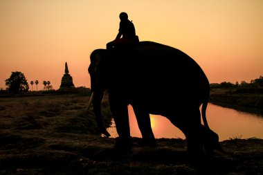 siluet eylem filin ilindeki ayutthaya, Tayland