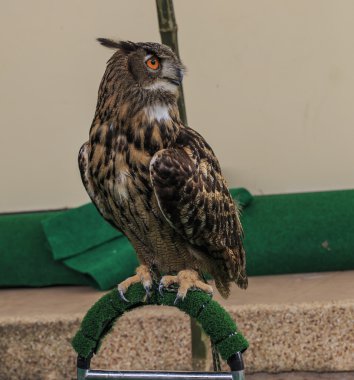 Avrasya kartal baykuş