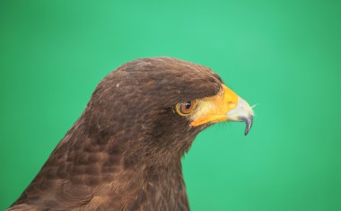 Harris Hawk (Parabuteo unicinctus)