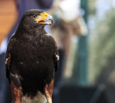 Harris Hawk (Parabuteo unicinctus)