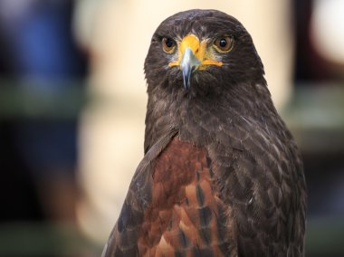 Harris Hawk (Parabuteo unicinctus)
