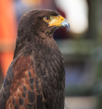 Harris Hawk (Parabuteo unicinctus)