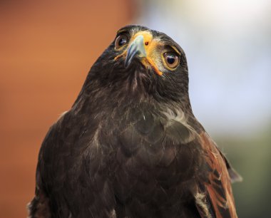 Harris Hawk (Parabuteo unicinctus)
