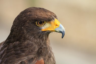 Harris Hawk (Parabuteo unicinctus)
