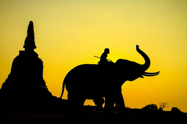 Silhouette action of elephant in Ayutthaya Province, thailand. — Stock Photo, Image