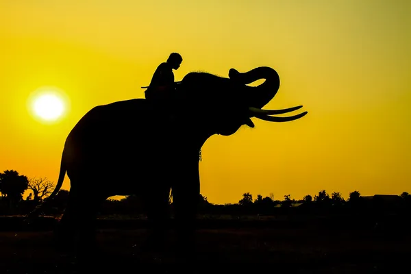 Silueta de acción del elefante en la provincia de Ayutthaya, Tailandia . —  Fotos de Stock