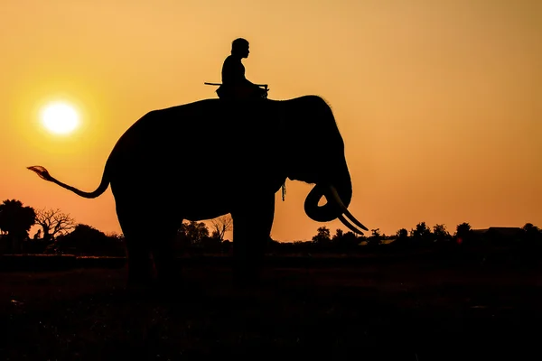 Silhouette action of elephant in Ayutthaya Province, thailand. — Stock Photo, Image