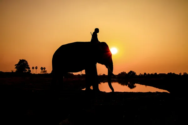 Silhouette action of elephant in Ayutthaya Province, thailand. — Stock Photo, Image
