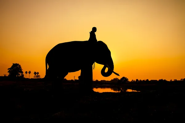 Silhouette action of elephant in Ayutthaya Province, thailand. — Stock Photo, Image