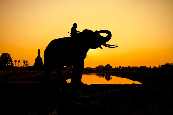 Silhouette action of elephant in Ayutthaya Province, thailand. — Stock Photo, Image