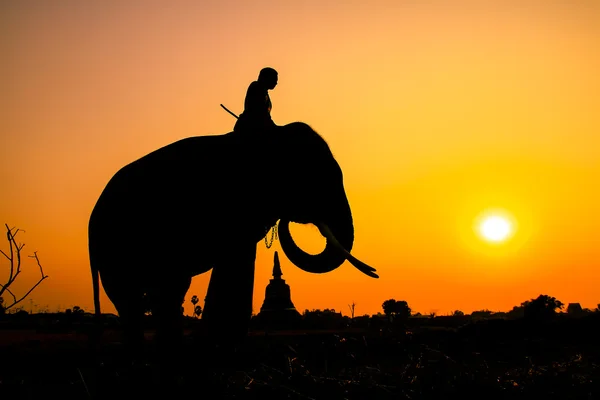 アユタヤ県、タイの象のシルエット アクション. — ストック写真