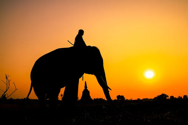 Silhouette action of elephant in Ayutthaya Province, thailand. — Stock Photo, Image