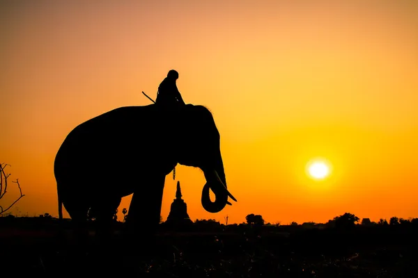아유타야 주, 태국에서에서 코끼리의 실루엣 작업. — 스톡 사진