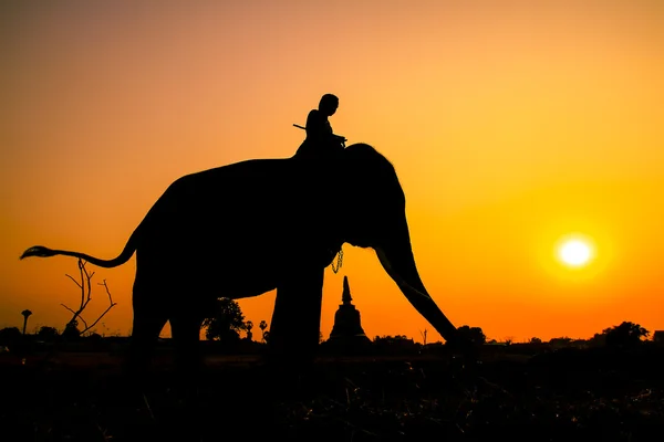 Silhouet actie van olifant in de provincie ayutthaya, thailand. — Stockfoto