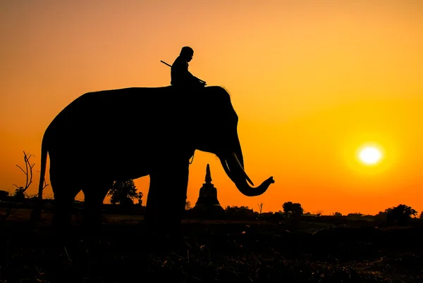 Siluet eylem filin ilindeki ayutthaya, Tayland. — Stok fotoğraf