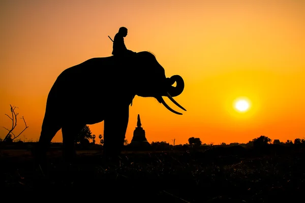 Silueta de acción del elefante en la provincia de Ayutthaya, Tailandia . —  Fotos de Stock