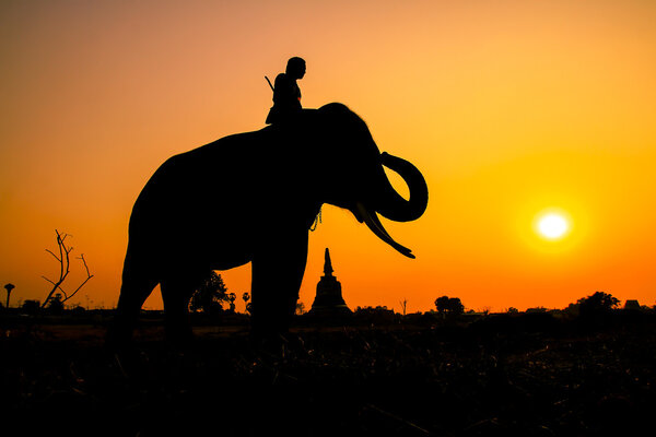 Silhouette action of elephant in Ayutthaya Province, thailand.
